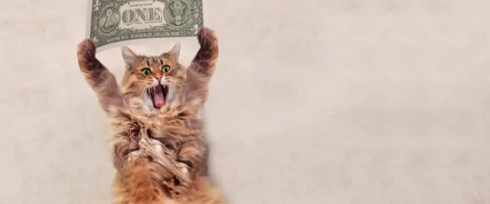 Kedi bakım masrafları: Sorumlu kedi sahipliğinin maliyetleri