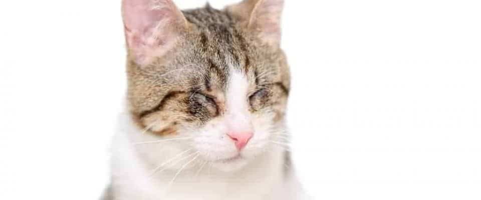 Kedilerde göz hastalıkları: Kedilerde göz iltihaplarının nedenleri