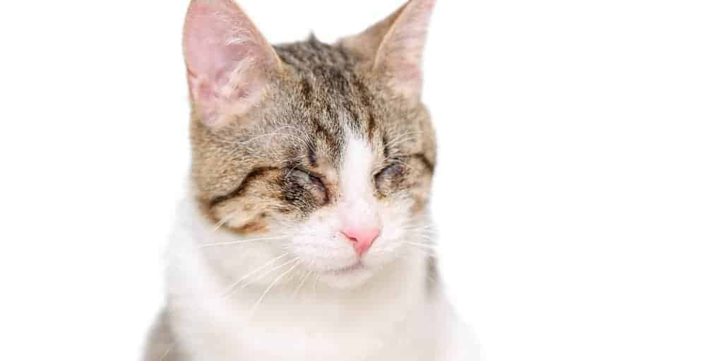 Kedilerde Göz Hastalıkları Kedilerde Göz İltihaplarının Nedenleri
