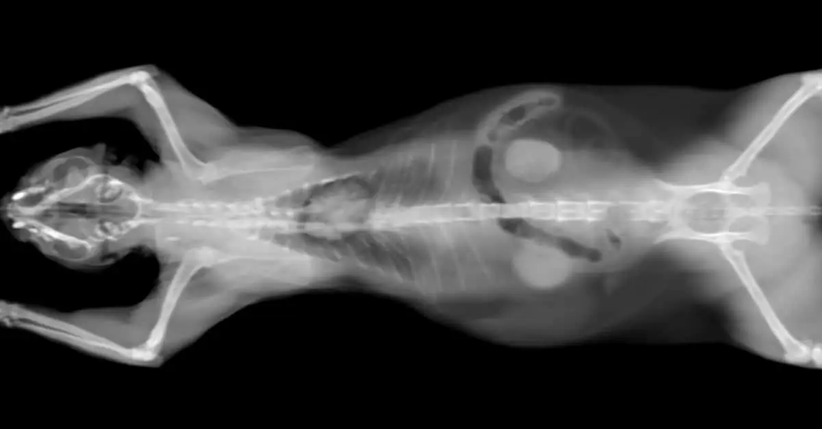 kedi röntgeni