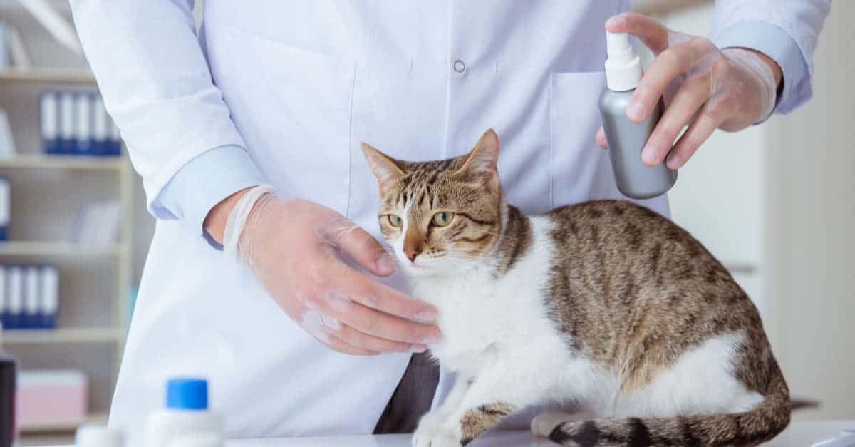 kediler için güvenli pire ilaçları