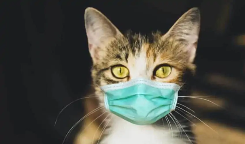 Kedilerde lösemi: Kedi lösemi virüsü belirtileri ve daha fazlası