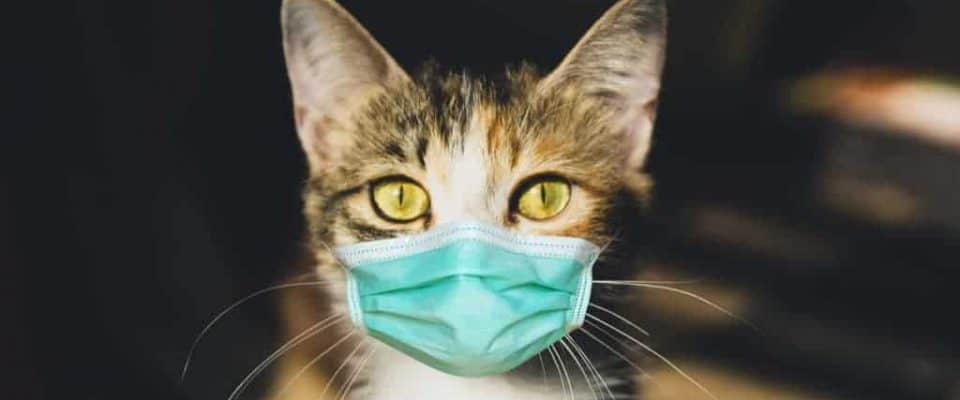 Kedilerde lösemi: Kedi lösemi virüsü belirtileri ve daha fazlası