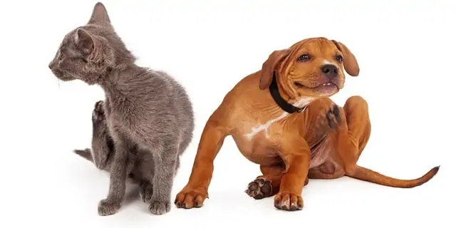Köpek pire ilaçları kedilerde kullanılabilir mi?