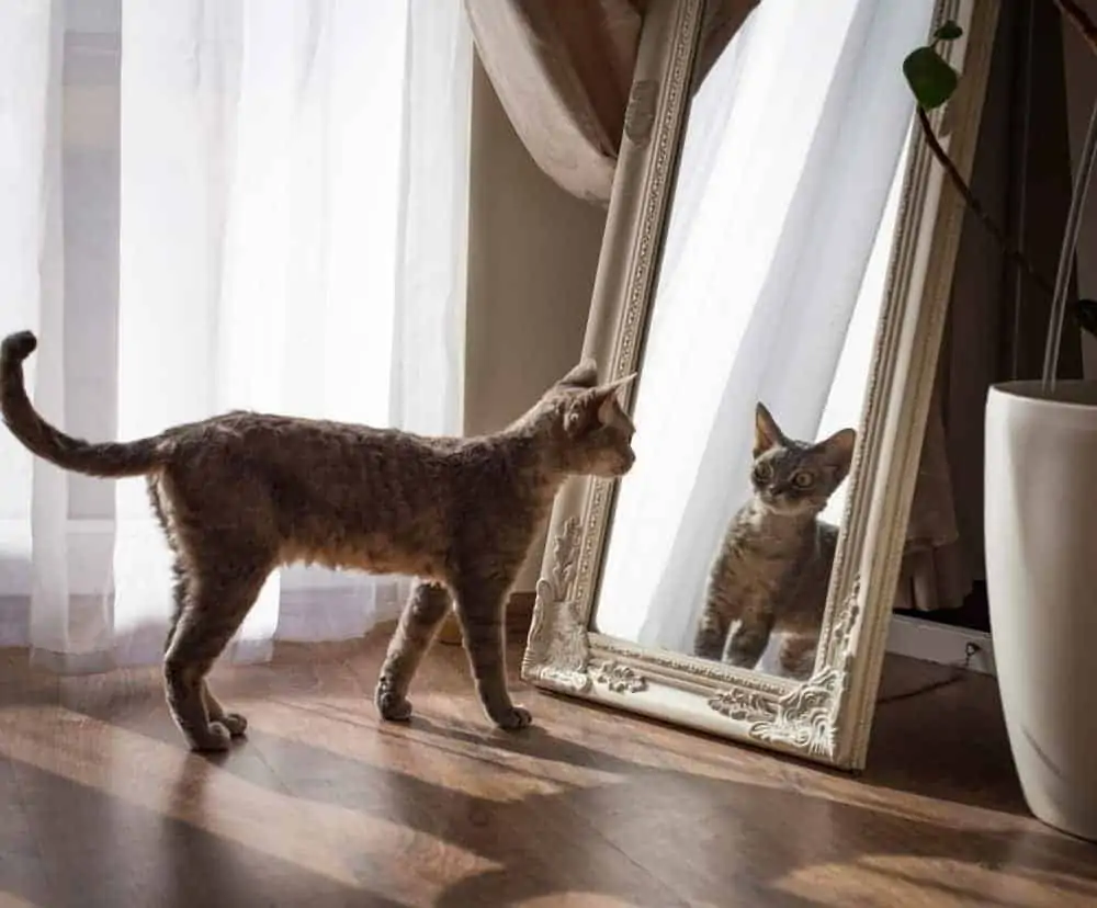 Kedileri Ayna Yansımalarına Karşı Eğitmek