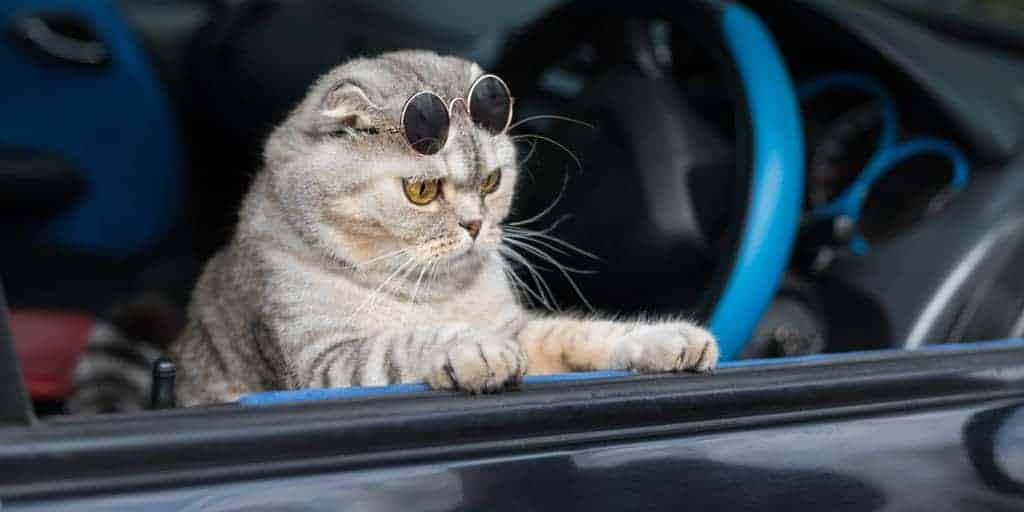 Kedilerle araba yolculuğu Korkuyu azaltacak 8 ipucu Petibom