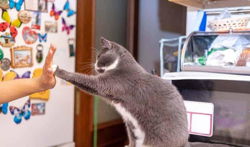 Kedilerle iletişim ve oyun – Kedinizi çağırmak için onu nasıl eğitirsiniz?