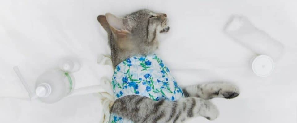 Kedi kısırlaştırma sonrası bakım ve Davranışları – Şirin bakıcı adaylarına