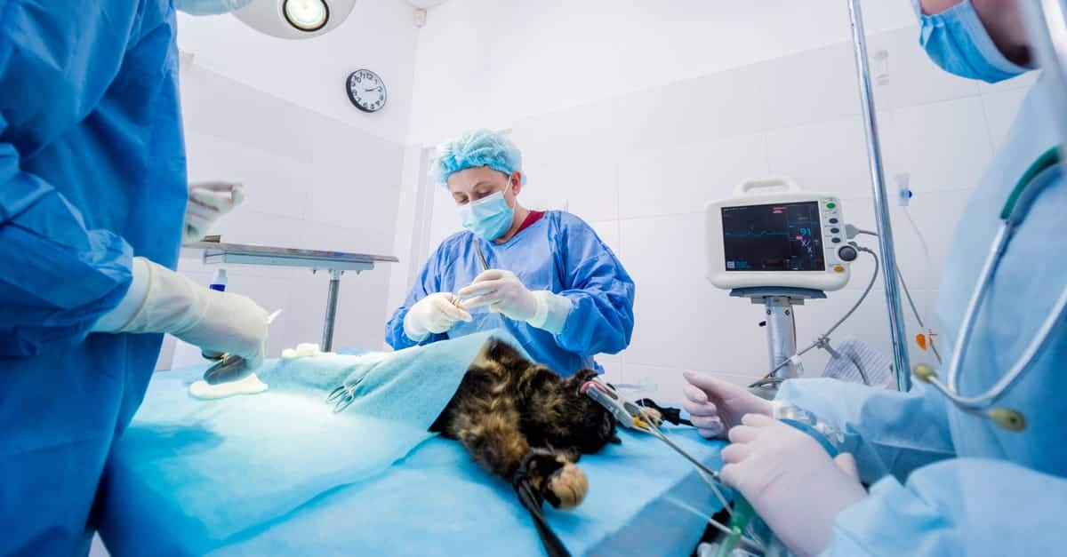 Kısırlaştırma ameliyatında kedi