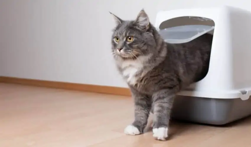 Kedi kum kabı kullanımı: Kedi tuvaleti nereye konulmalı?