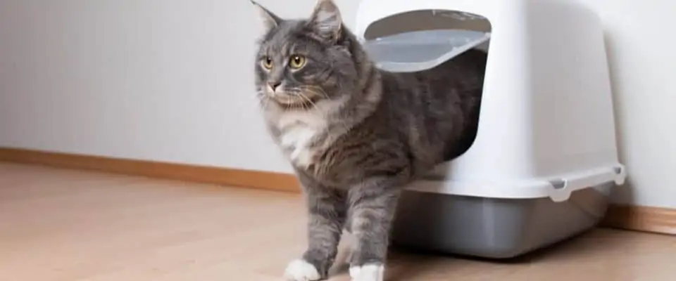 Kedi kum kabı kullanımı: Kedi tuvaleti nereye konulmalı?