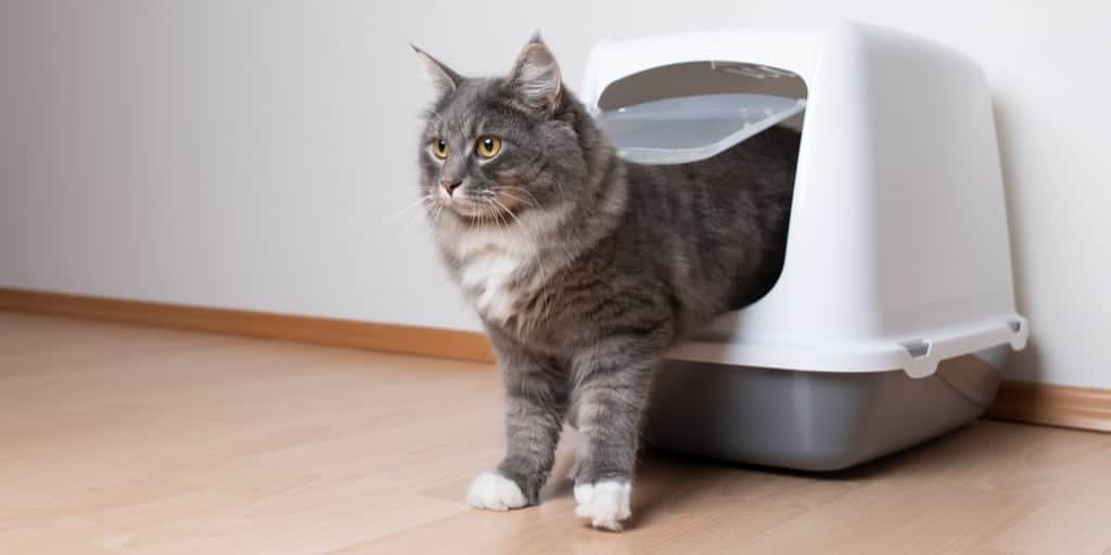 kedi kum kabi kullanimi kum tuvaleti nereye konulmali petibom