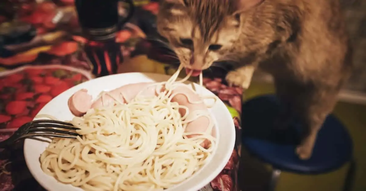 Makarna yiyen kedi
