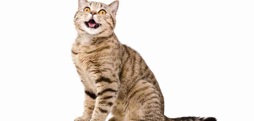 kedilerin mutlu oldugu nasil anlasilir mutlulugun belirtileri petibom