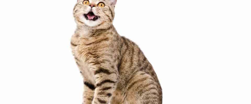 Kedilerin mutlu olduğu nasıl anlaşılır? Kedilerde mutluluk belirtileri