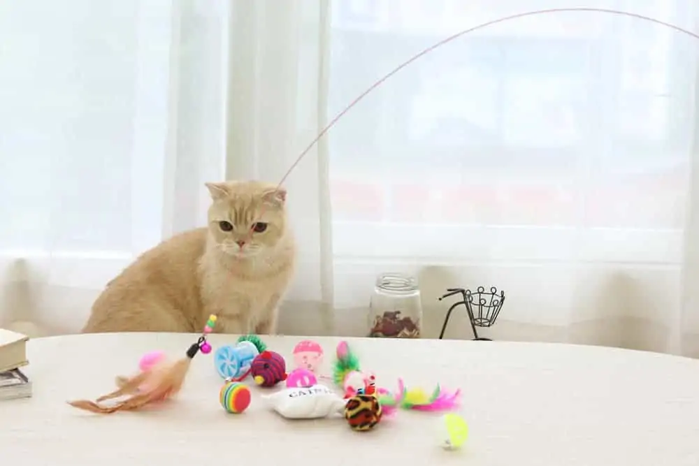 oyuncaklar ve kedi