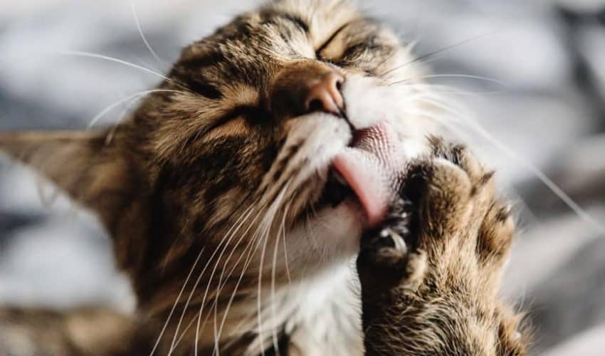 Kedinizin diyeti deri sağlığını nasıl etkiler?