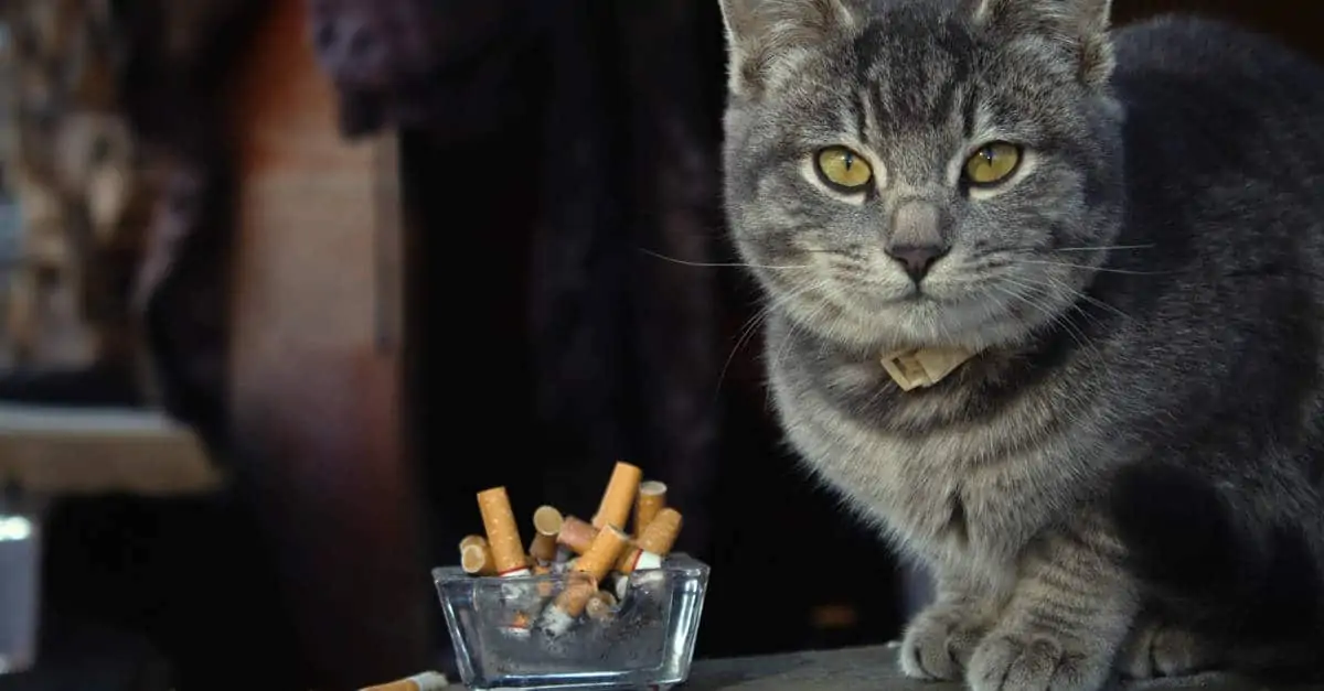 Sigara ve kedi