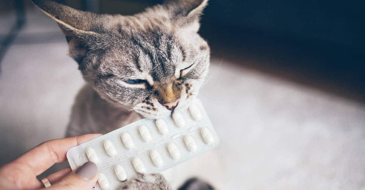 tablet ilacı ısıran kedi