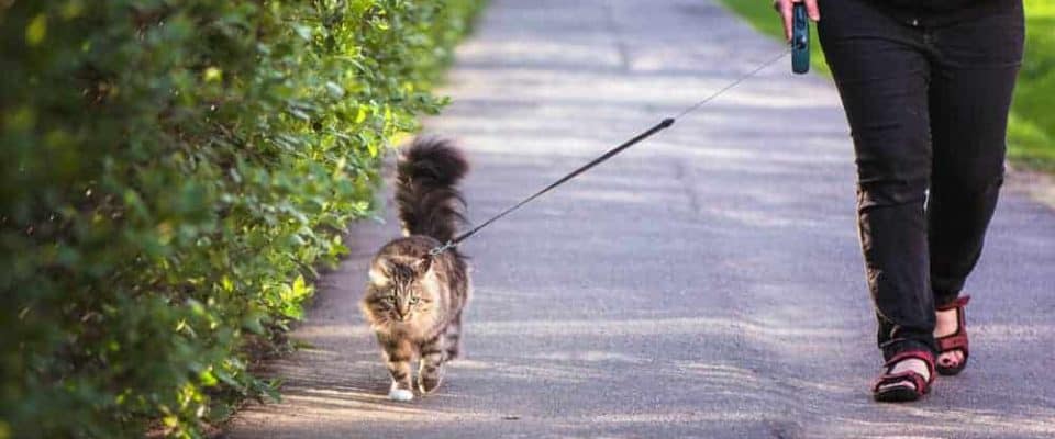 Kedinizi tasma ile yürümek için nasıl eğitirsiniz?