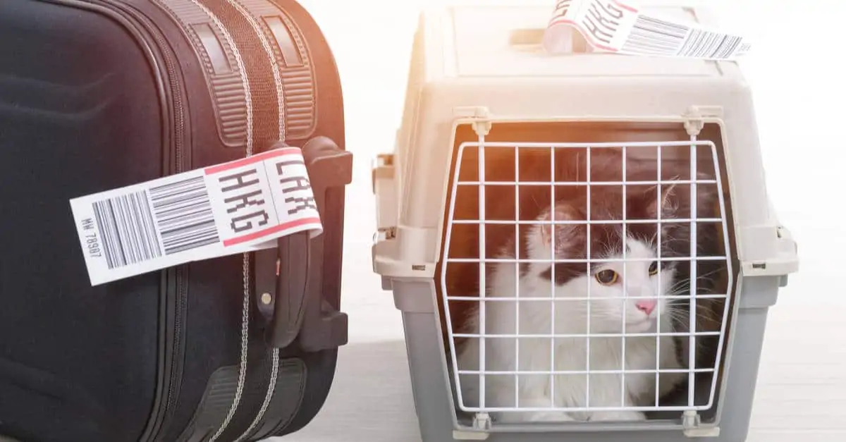Uçakla seyahat eden kedi