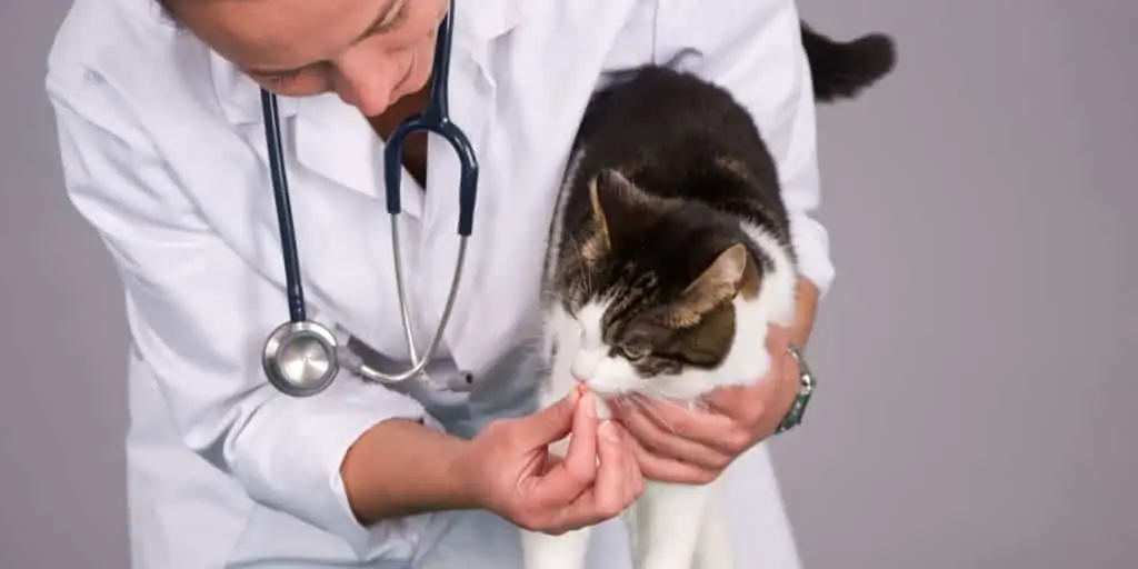 veteriner kediye ilaç verirken
