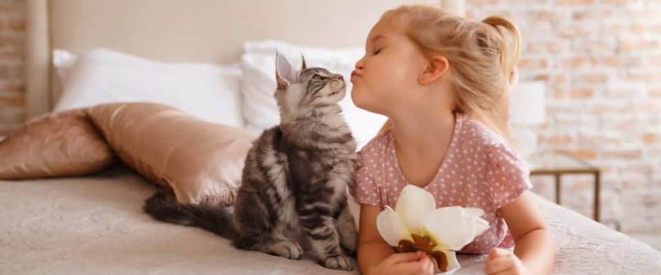 Yavru kedi nasıl sevilir? Sevilmeye nasıl alıştırılır?