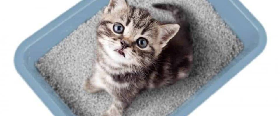 Yavru kediler için kedi kumu: Ne tür kedi kumları tercih edilmeli?