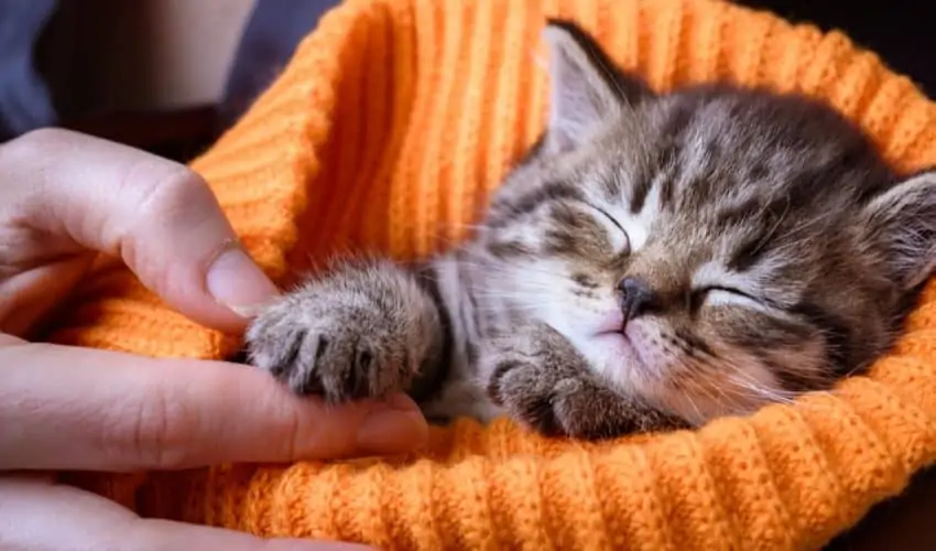 Kediler neden sahipleriyle uyur? Bir kediyle uyumak!