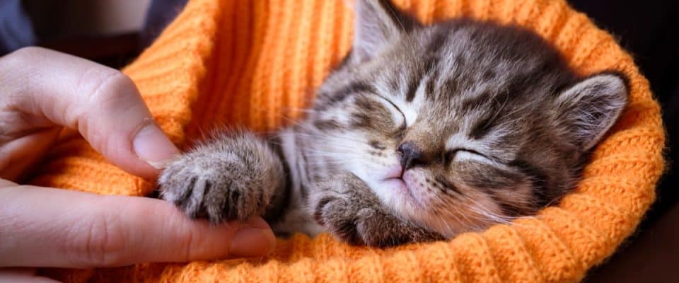 Kediler neden sahipleriyle uyur? Bir kediyle uyumak!