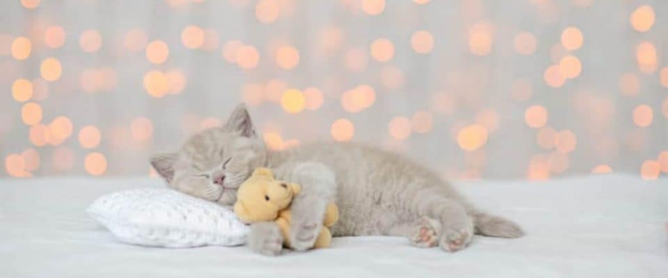 Yavru kedinin evde ilk gecesi: Yavru kedi ilk gece nasıl uyutulur?
