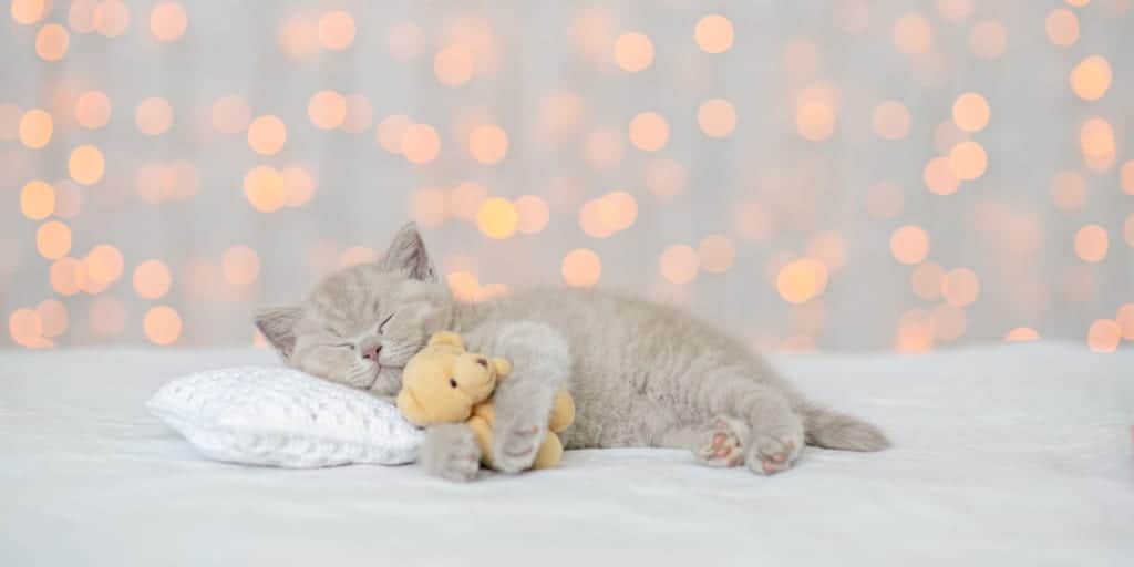 Yavru Kedinin Evde Ilk Gecesi Yavru Kedi Ilk Gece Nasil Uyutulur Petibom