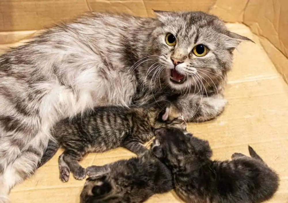 Yeni Doğum Yapmış Anne Kedi Saldırganlığı