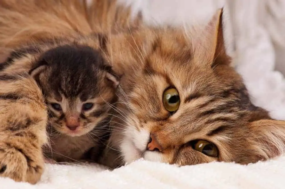 Yeni Doğum Yapmış Kedilere Nasıl Yaklaşılır?