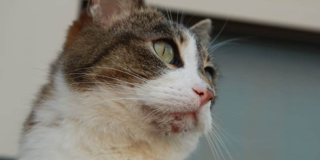 Kedi Aknesi Belirtileri Nedenleri Ve Tedavisi Petibom