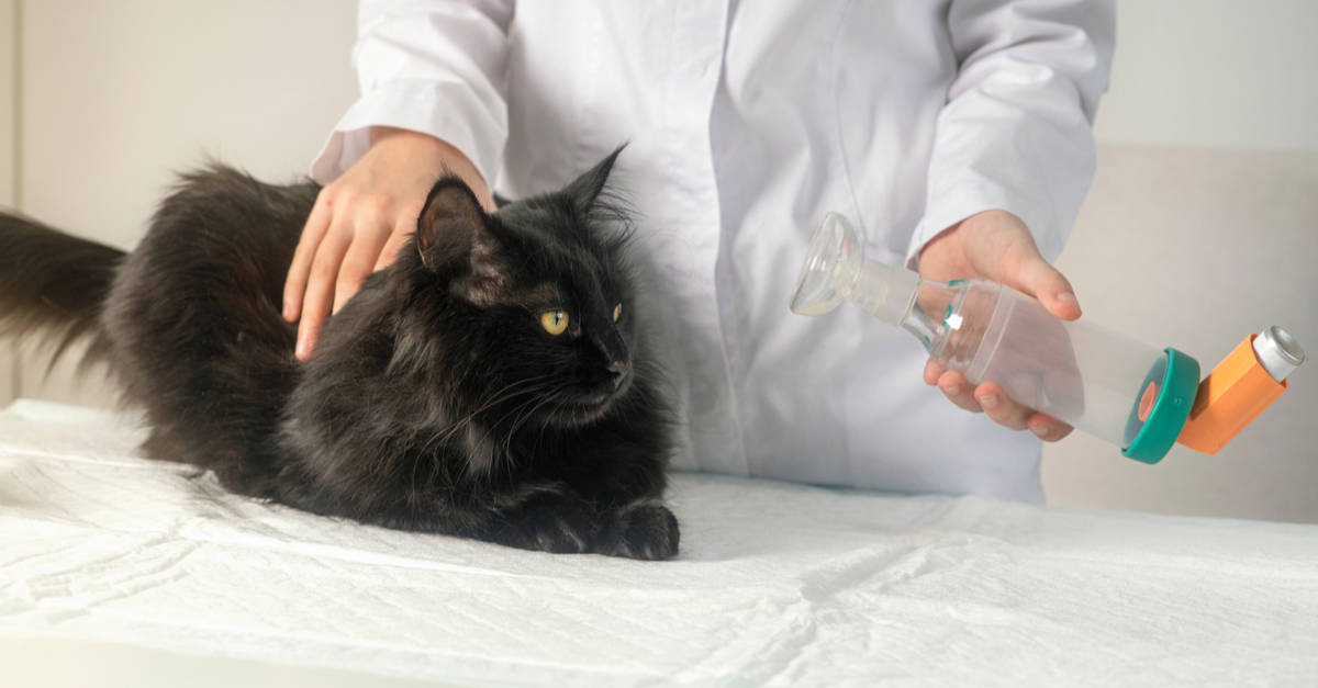 Astım ilacı alan kedi