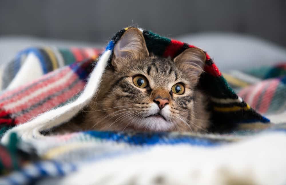battaniye altındaki kedi