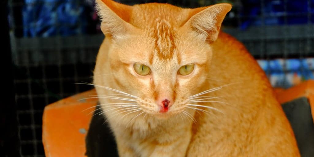 Kedilerde Burun Kanaması (Epistaksis) Belirtileri ve Nedenleri Petibom