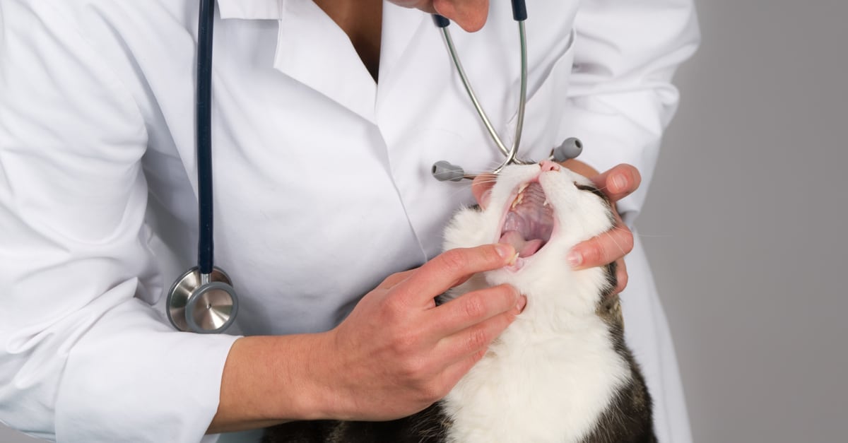 Diş kontrolündeki kedi