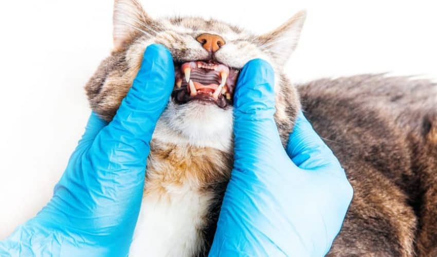 Kedilerde ağız kokusu: Kedilerde Ağız Kokusu Nedenleri