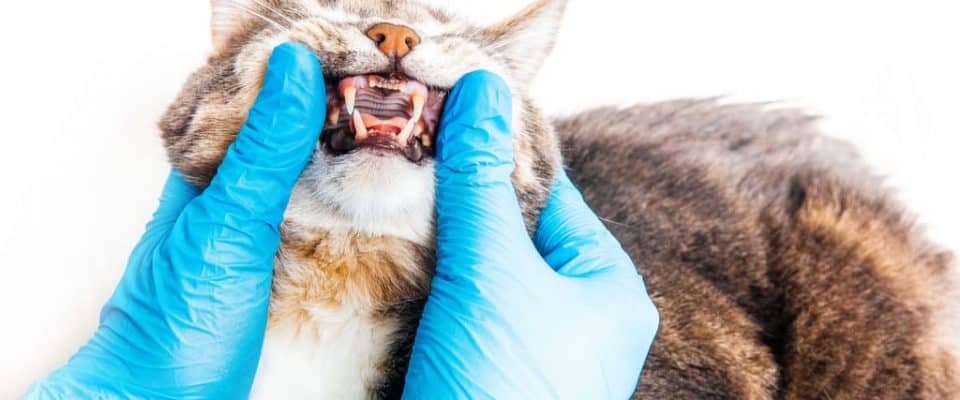 Kedilerde ağız kokusu: Kedilerde Ağız Kokusu Nedenleri