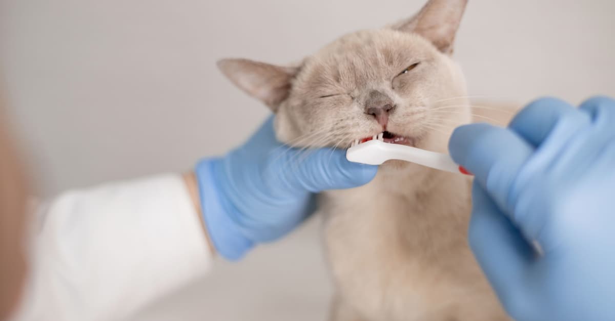 Dişleri temizlenen kedi