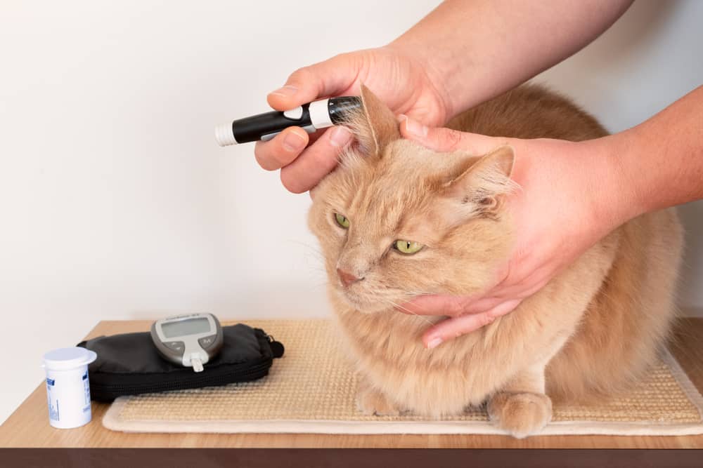 diyabetik kedilerde glisemi ölçümü