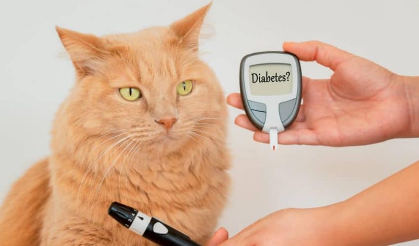 Kedilerde diyabet şeker hastalığı Belirtileri, tedavisi ve diyet ipuçları