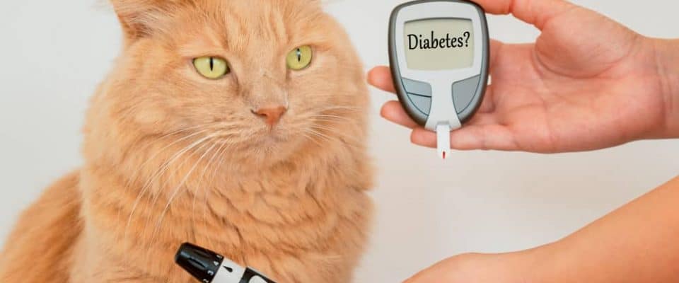 Kedilerde diyabet şeker hastalığı Belirtileri, tedavisi ve diyet ipuçları