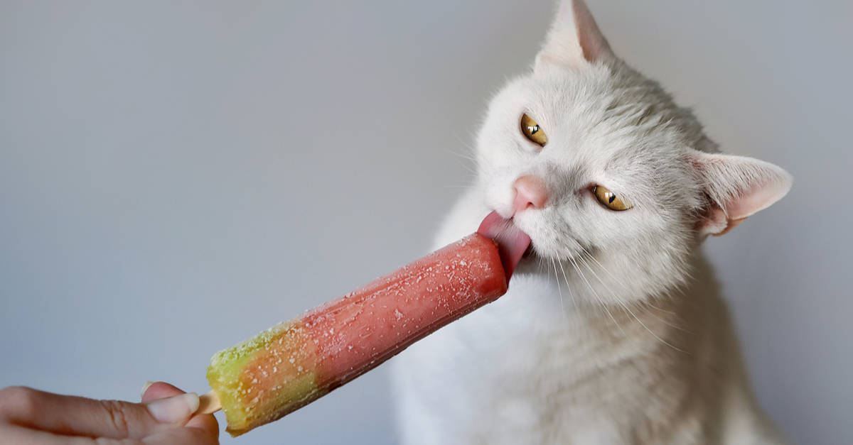 Dondurma yalayan kedi
