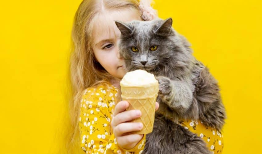 Kediler dondurma yer mi?