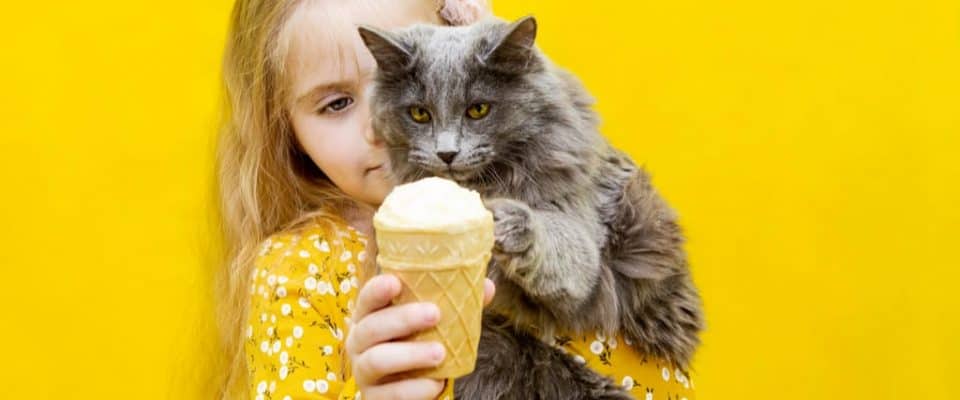 Kediler dondurma yer mi?