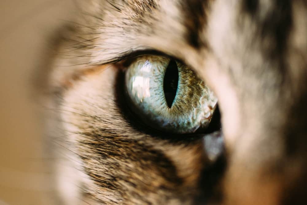 Gözleri Çizgi Olan Kedi