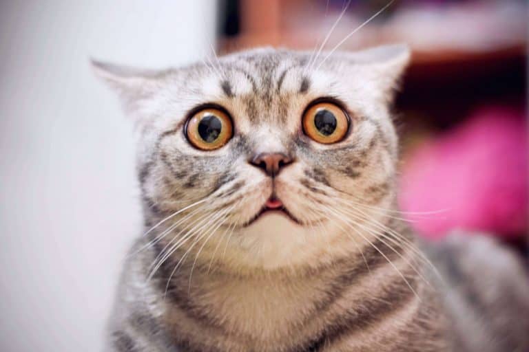 Bir kedinin gözleri anlamak Kediler gözleri ile bize ne anlatır? Petibom